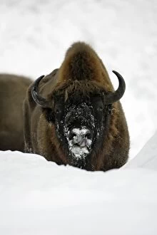European Bison / Wisent - animal in snow, winter