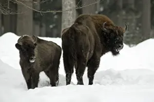 European Bison / Wisent - bull with calf In snow, winter Bavaria, Germany