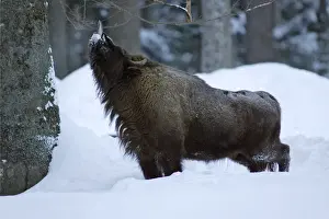 European Bison / Wisent - bull feeding on shoots of tree in winter Bavaria, Germany