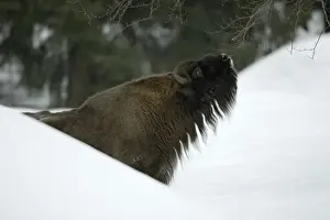 European Bison / Wisent - bull feeding on shoots of tree in winter Bavaria, Germany