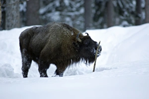 Images Dated 7th March 2006: European Bison / Wisent - bull licking stick for scent of female during breeding season Bavaria