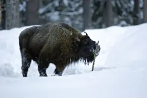 Sticks Prints: European Bison / Wisent - bull licking stick for scent of female during breeding season Bavaria
