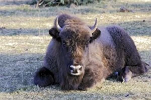 Images Dated 21st December 2005: European Bison / Wisent. France - introduced from the forest of Bialowieza in Poland
