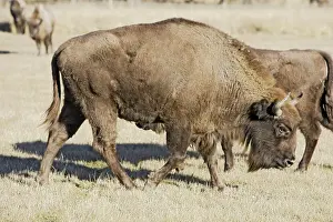 European Bison / Wisent. France - introduced from the forest of Bialowieza in Poland