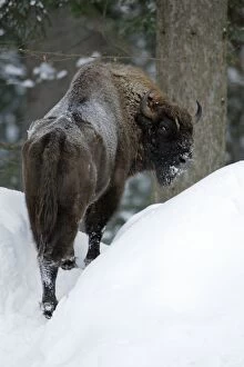 European Bison / Wisent - in snow covered forest, winter