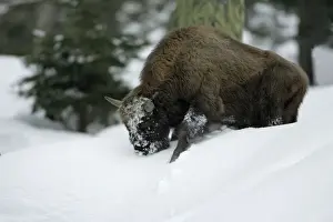 European Bison / Wisent - in snow covered forest, winter Bavaria, Germany