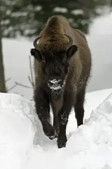 European Bison / Wisent - in snow covered forest, winter Bavaria, Germany