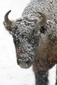 Images Dated 1st February 2010: European Bison - young bull in snow