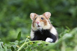 Images Dated 1st June 2006: European / Black-bellied Hamster. Alsace - France