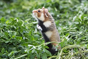 Images Dated 1st June 2006: European / Black-bellied Hamster. Alsace - France