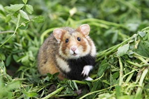 Images Dated 1st June 2006: European / Black-bellied Hamster. Alsace - France