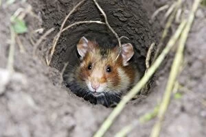 Images Dated 31st May 2006: European / Black-bellied Hamster - in burrow. Alsace - France