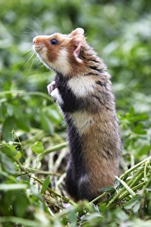 Images Dated 1st June 2006: European / Black-bellied Hamster - on hind legs. Alsace - France