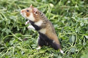 Images Dated 1st June 2006: European / Black-bellied Hamster - on hind legs. Alsace - France