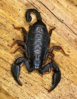 Images Dated 11th October 2005: European Black Scorpion - This specimen found in a house in Reading, Berkshire