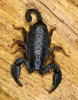 From Above Prints: European Black Scorpion - This specimen found in a house in Reading