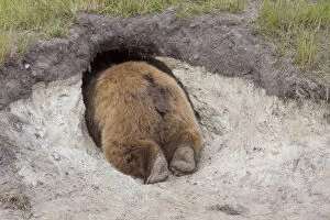 Carnivora Gallery: European Brown Bear - adult bear looking in its den - Sweden