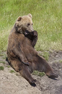 Carnivora Gallery: European Brown Bear - adult bear - Sweden