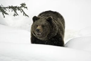 European Brown Bear - adult in snow, winter