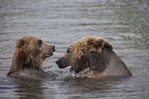 European Brown Bear - two bears fighting in water - Sweden