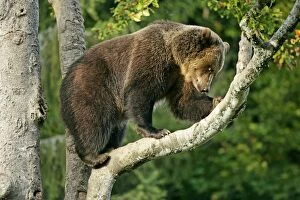 European Brown Bear - climbing on tree