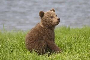 Latest images December 2016 Gallery: European Brown Bear cub