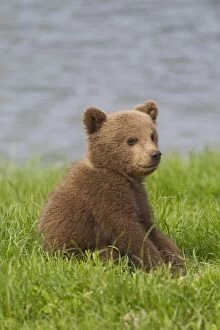 Images Dated 25th May 2013: European Brown Bear cub