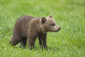 Images Dated 25th May 2013: European Brown Bear cub