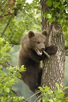 European Brown Bear - cub climbing tree