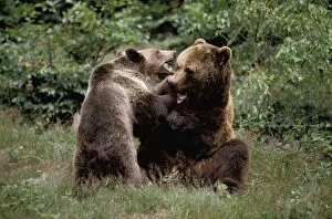 European Brown Bear - with cub, playing