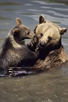 Images Dated 16th March 2007: European Brown Bear - cub playing with mother in water. Bavaria, Germany