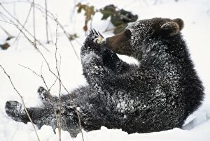 European BROWN BEAR - cub playing in the snow