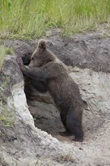 European Brown Bear cub standing at entrance to den