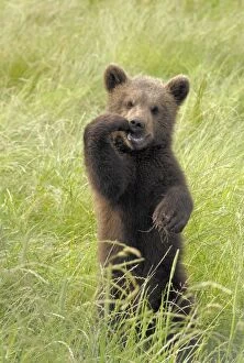 European Brown Bear - cub standing upright
