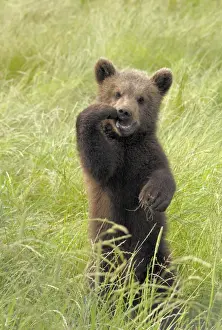 European Brown Bear - cub standing upright, Germany