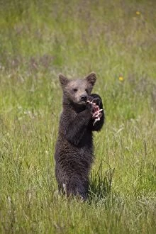 European Brown Bear cub standing upright and eating