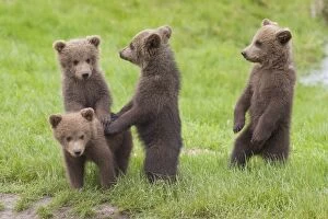 Latest images December 2016 Gallery: European Brown Bear cubs
