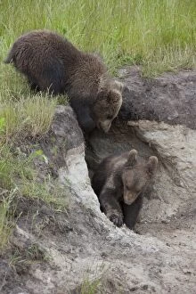 European Brown Bear cubs standing in entrance to den