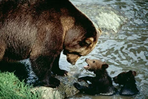 European BROWN BEAR - with cubs by water