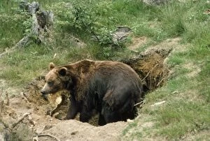 Images Dated 31st January 2007: European Brown Bear - in den
