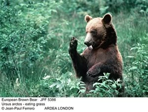 EUROPEAN BROWN BEAR - eating grass, showing tongue