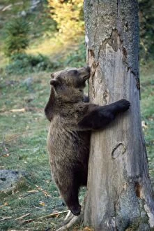 European Brown Bear - eating tree bark