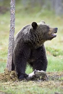 European Brown Bear - Feeding on Carrion