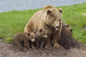 European Brown Bear - female with a cubs - Sweden