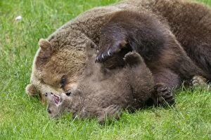 European Brown Bear female plays with a cub
