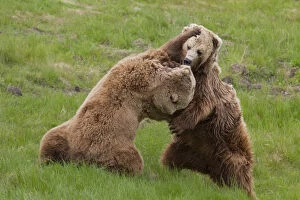 European Brown Bear - fighting females - Sweden