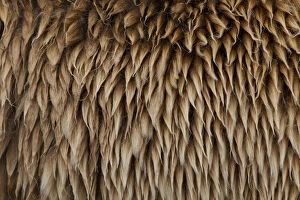Backgrounds Gallery: European Brown Bear - fur - Sweden