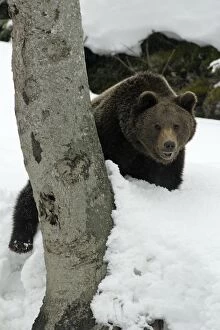 European Brown Bear- looking with curiosity from behind tree