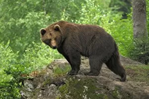 European Brown Bear - male