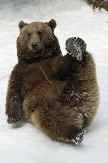 Cheeky Prints: European Brown Bear - Male lying in snow, resting